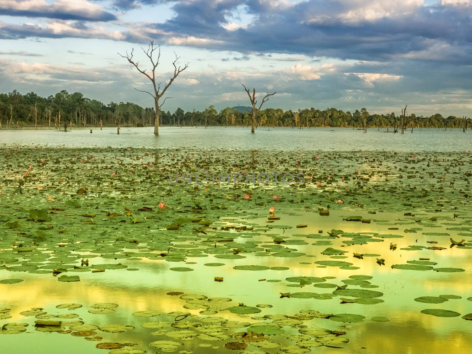 Beautiful water swamp Jayatataka Baray in Angkor, Cambodia