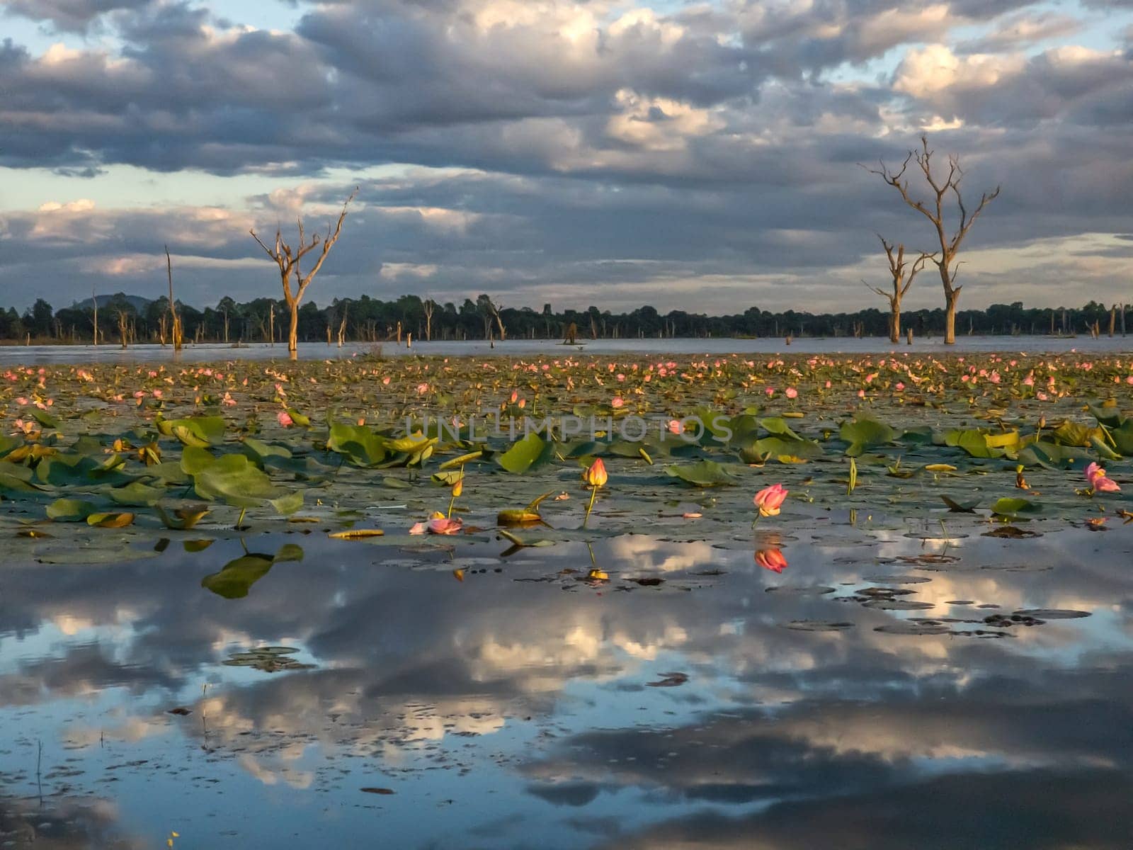 Beautiful water swamp Jayatataka Baray in Angkor, Cambodia