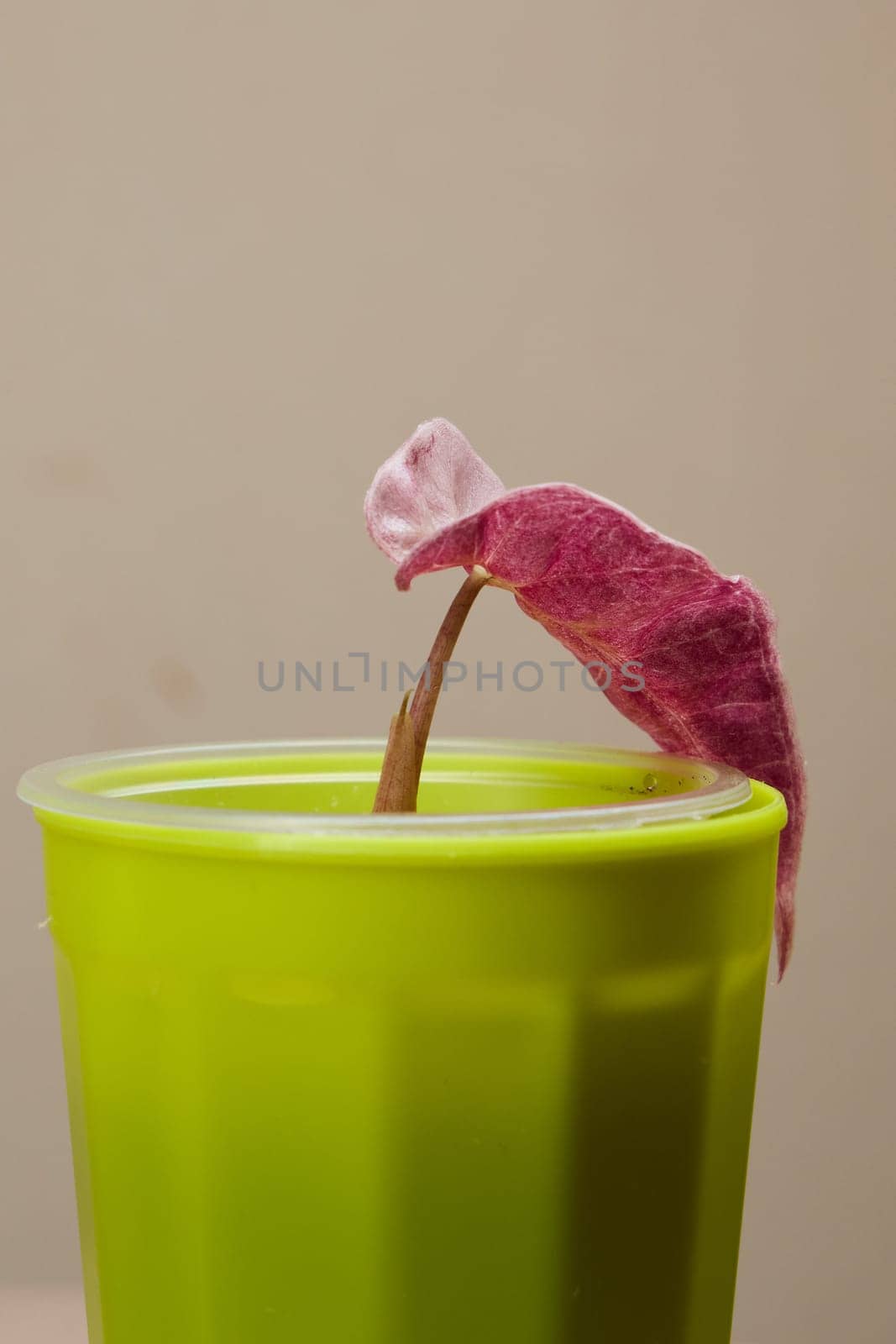 A vibrant green cup elegantly showcasing a striking pink plant, ideal for enhancing trendy home decor styles