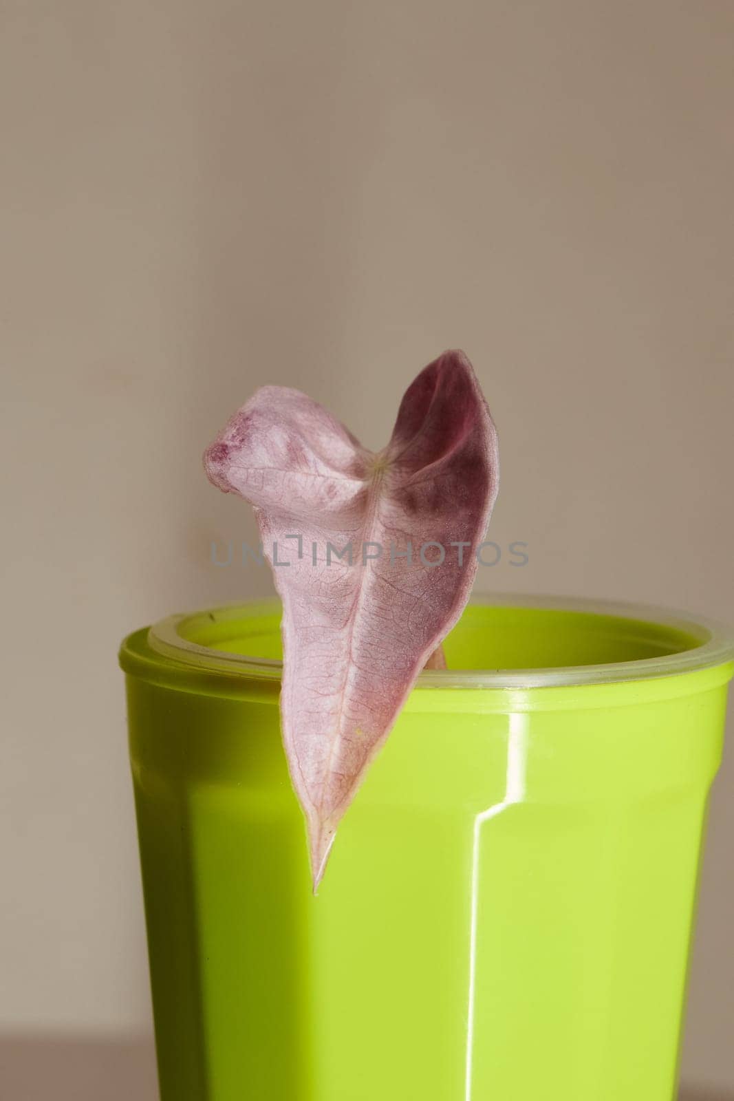 A distinct and unique heartshaped leaf is gently resting on the edge of a vibrant green decorative pot