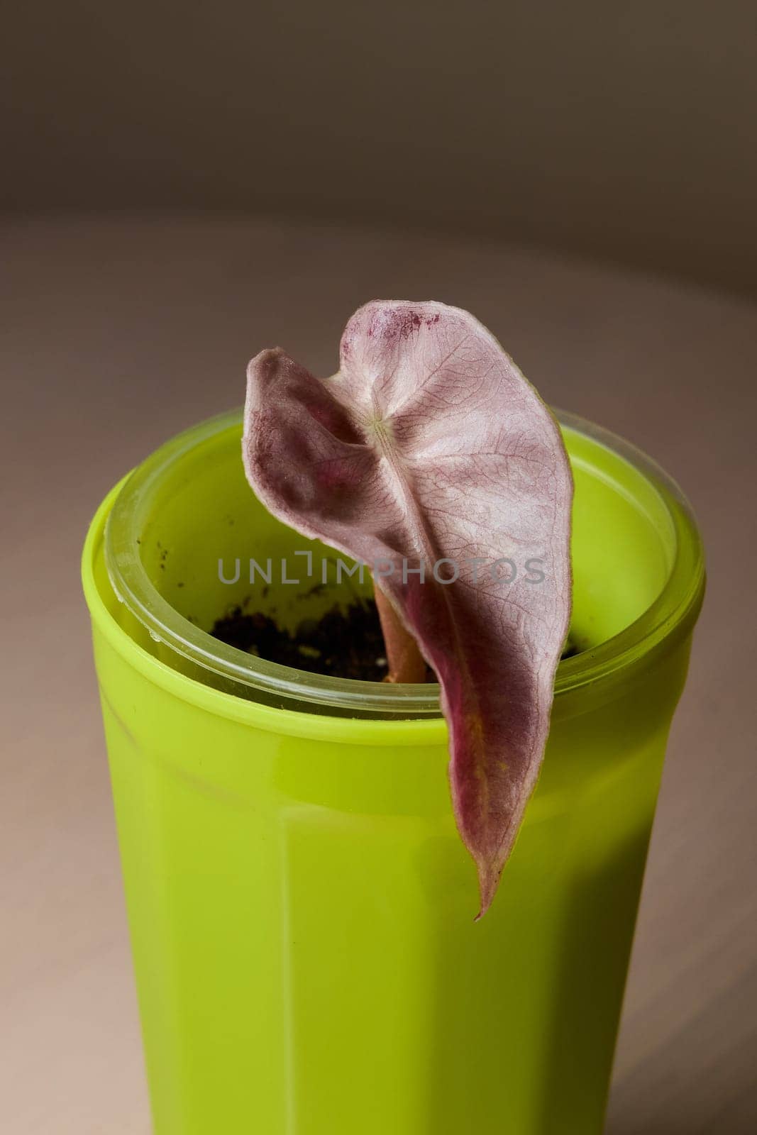 A stunning plant featuring a beautiful purpletinted leaf is elegantly growing in a bright green pot atop a tabletop