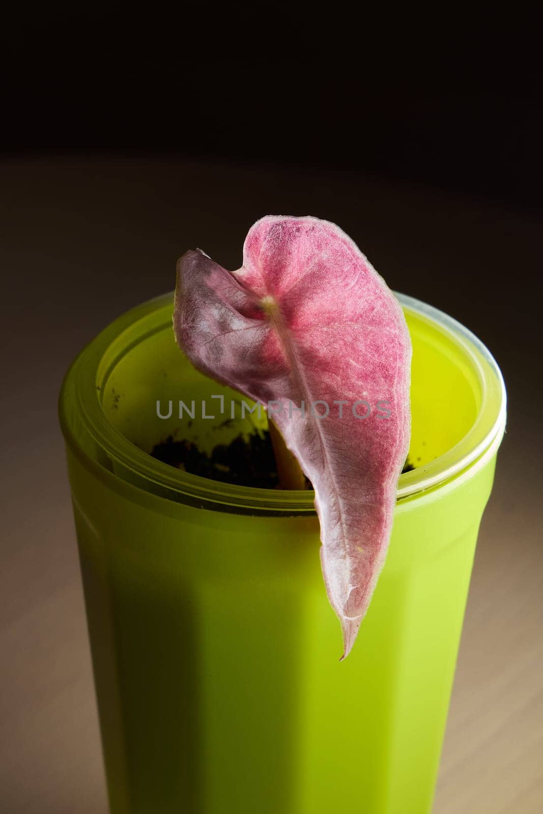 A stunningly vibrant pink leaf emerges gracefully from a bright green pot, perfect for modern decor aesthetics