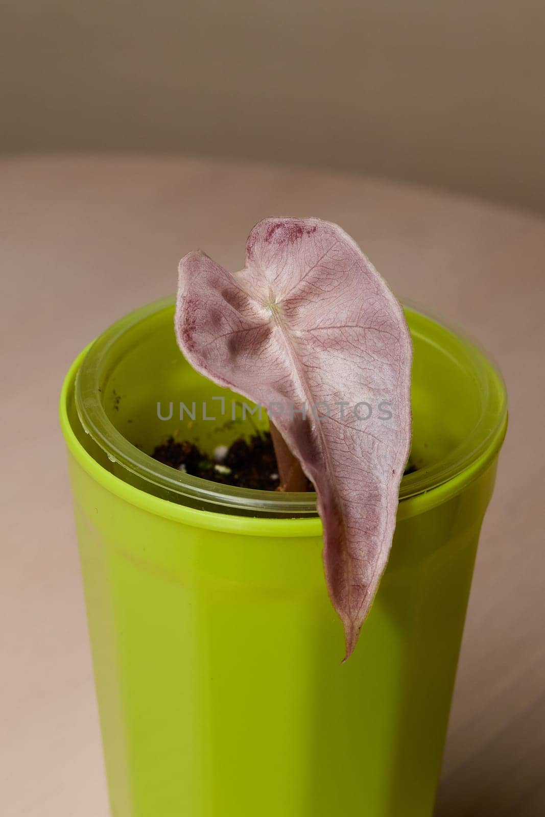 A vibrant green pot featuring a unique pinkish leaf, beautifully showcasing modern indoor gardening aesthetics