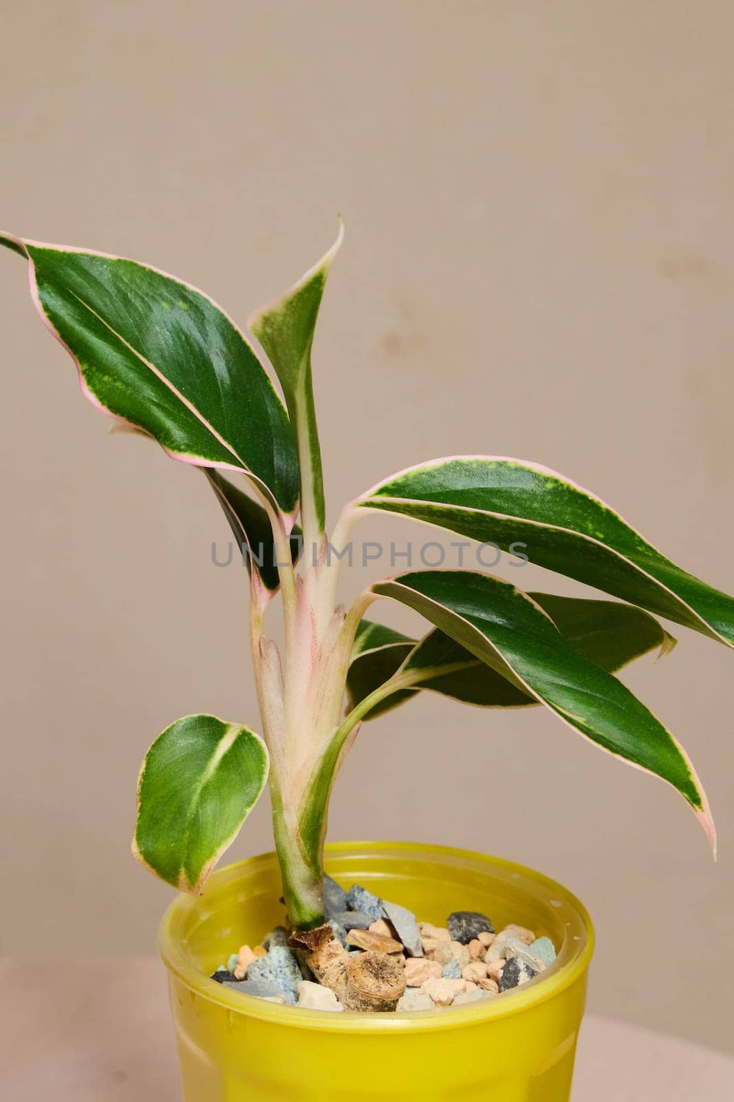 A vibrant indoor plant with lush green leaves in a stylish yellow pot, perfect for enhancing home decor
