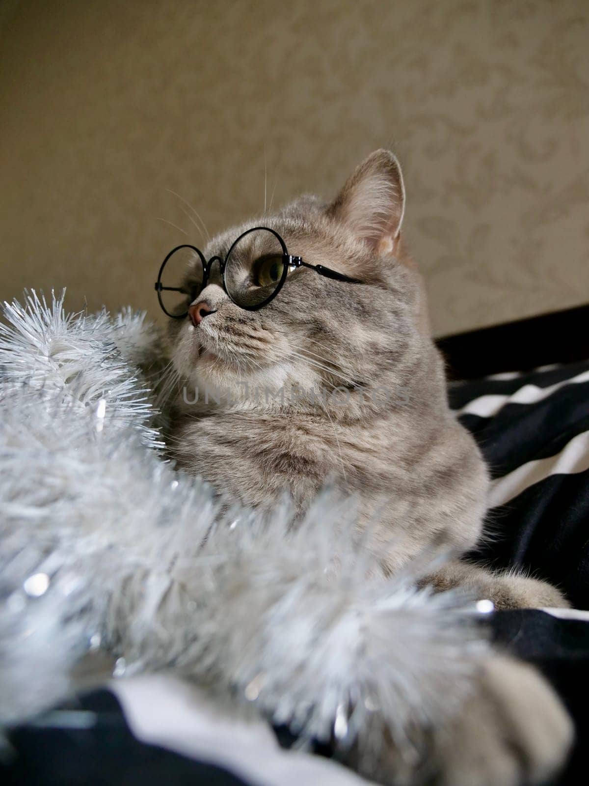 Scottish straight cat celebrates holiday eve Happy New Year 2025 and Merry Christmas , pet in glasses at home. Vertical