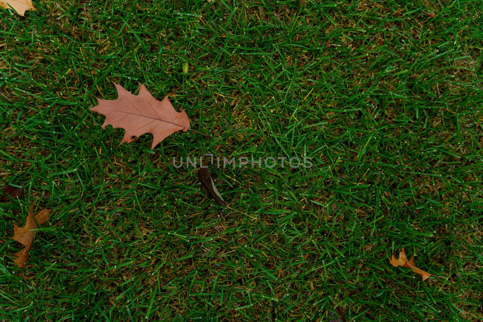A single brown oak leaf lies on fresh green grass with drops of morning dew, symbolizing the transition from autumn to winter.