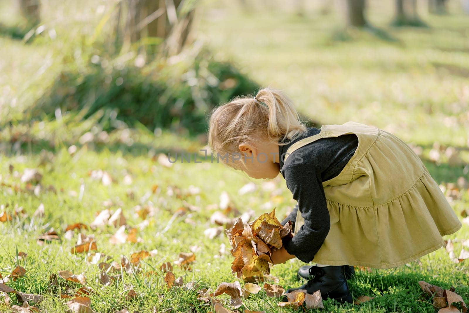 Little girl collects a bouquet of fallen leaves, bending over on a sunny lawn. Side view. High quality photo