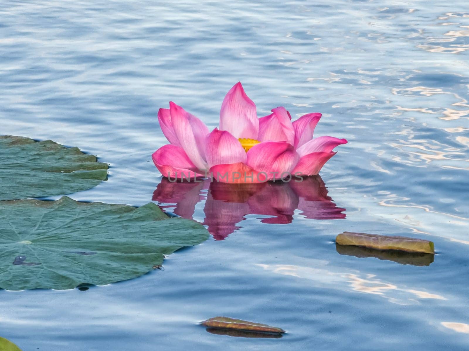 Close up on lily lotus flower in beautiful water swamp Jayatataka Baray in Angkor, Cambodia