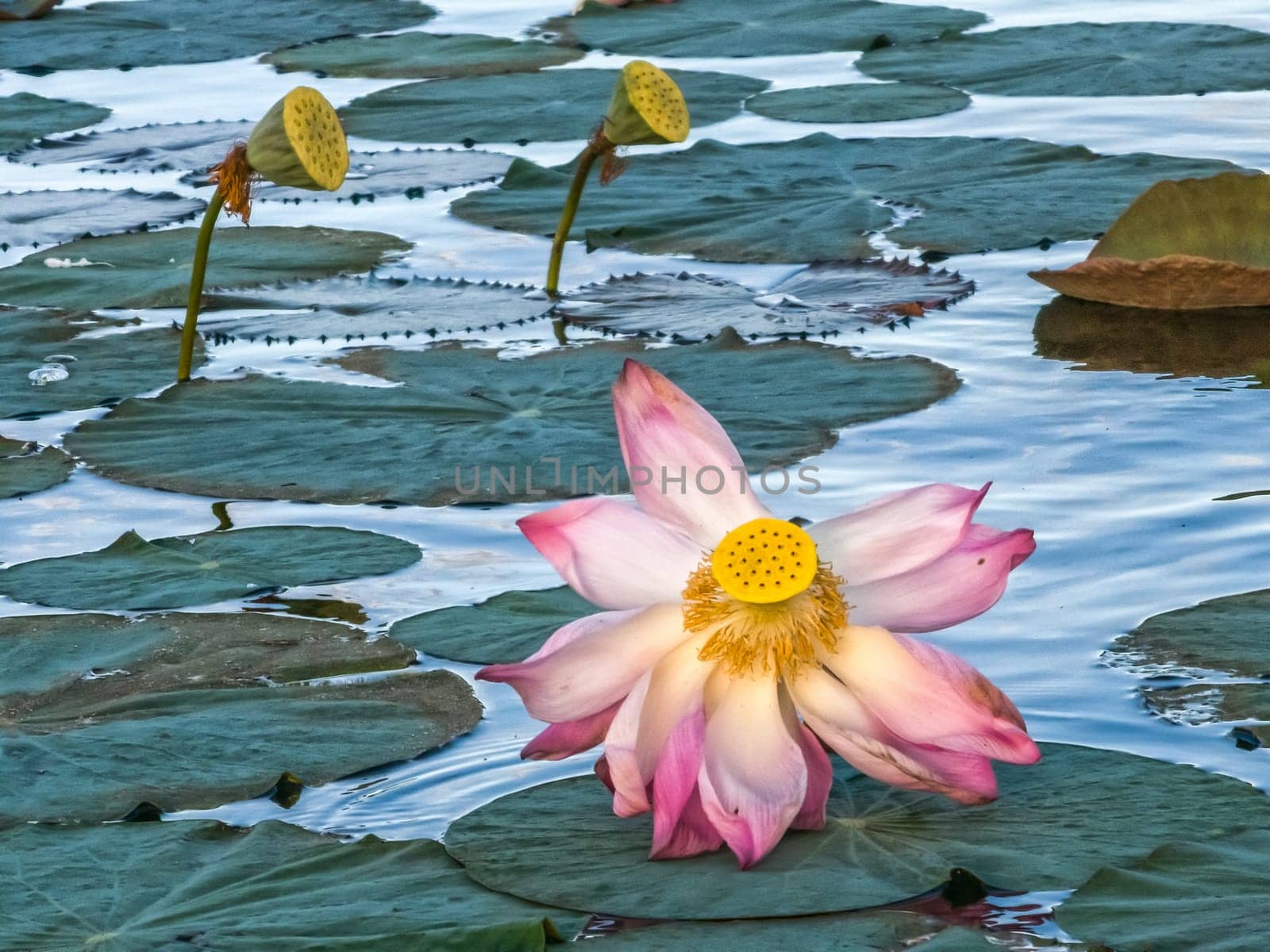 Close up on lily lotus flower in beautiful water swamp Jayatataka Baray in Angkor, Cambodia