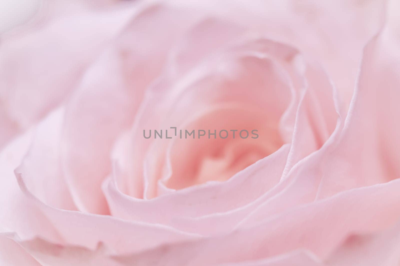 Abstract floral background, pink pale rose flower petals, soft focus. Macro flowers backdrop for holiday brand design