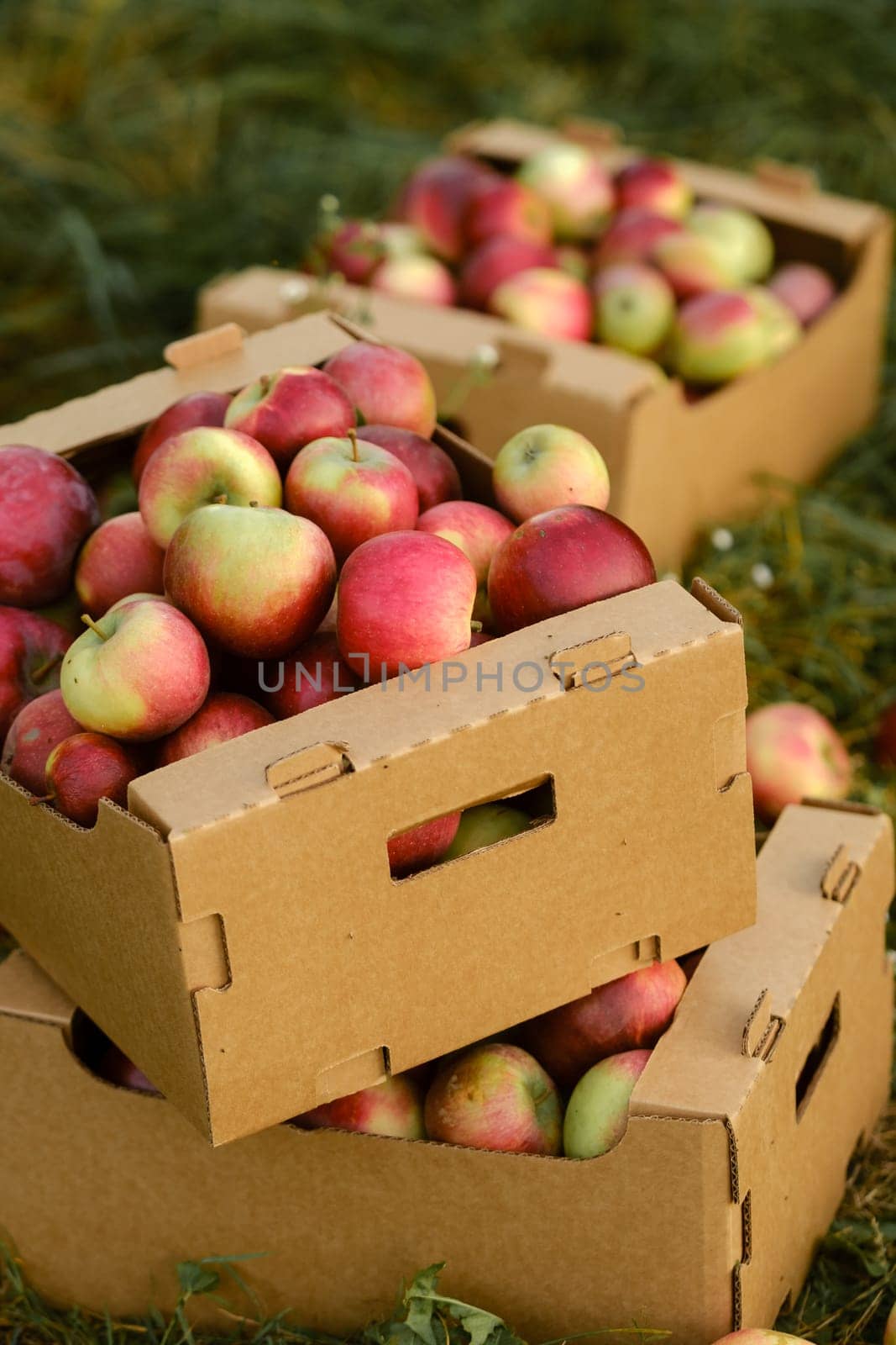 Red apples in cardboard boxes on the ground in an apple orchard.
