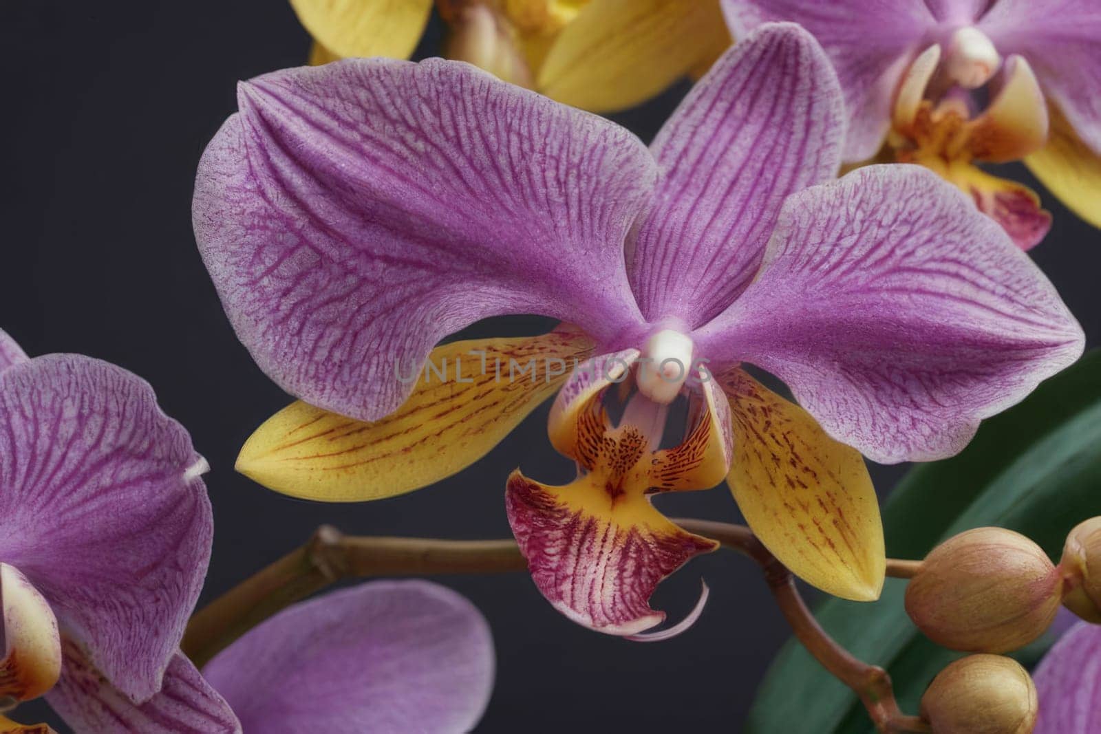 Intricate yellow and purple orchids with vivid green leaves, on dark starry background, creating perfect blend of elegance and natural beauty for floral art and designs