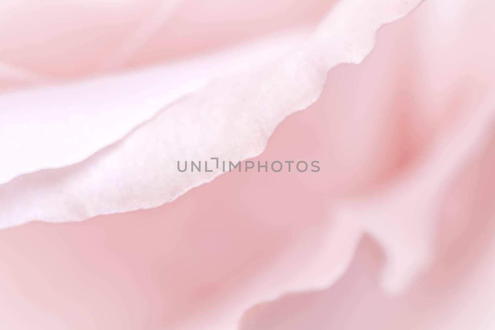 Abstract floral background, pink pale rose flower petals, soft focus. Macro flowers backdrop for holiday brand design