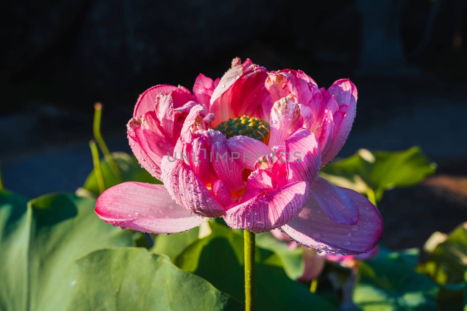 Blooming pink lotus flower in summer in a pond in Asia close up