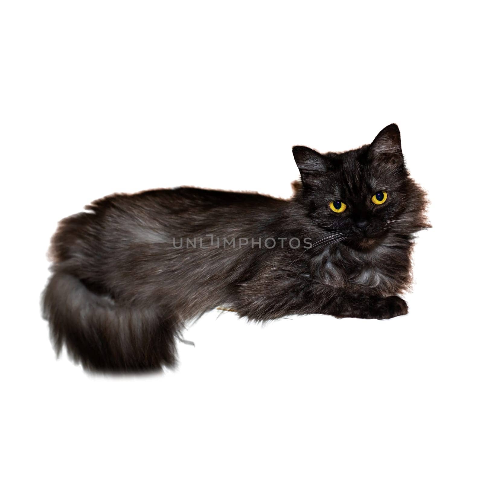 A sleek black cat with striking yellow eyes is comfortably laying down on a clean white background, creating a captivating contrast