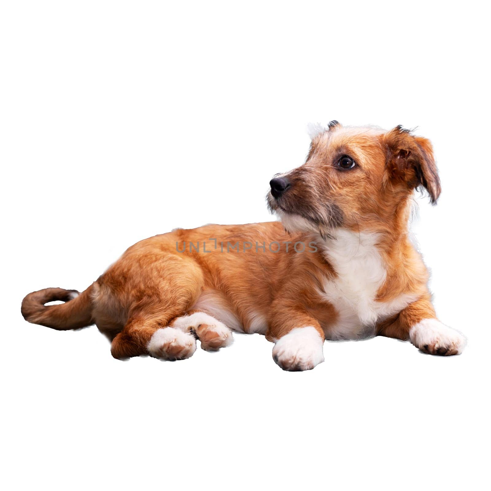 A brown and white dog is comfortably laying down on a clean and bright white background, creating a lovely visual contrast