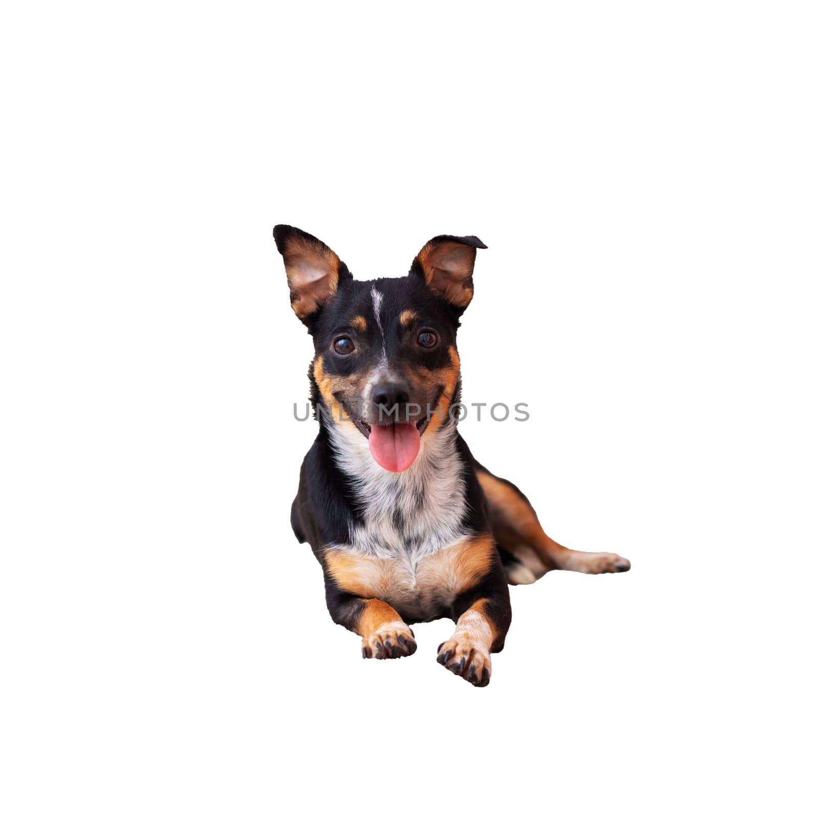 A black and brown dog is comfortably laying down on a clean and bright white background. Its fur contrasts nicely with the background