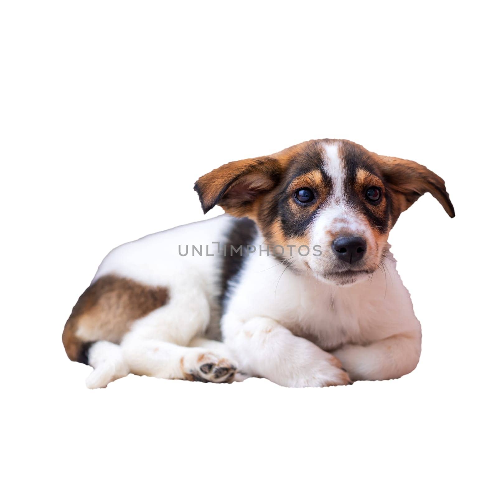 A cute brown and white puppy is comfortably laying down on a pristine white background, clearly relaxed and at ease with its surroundings