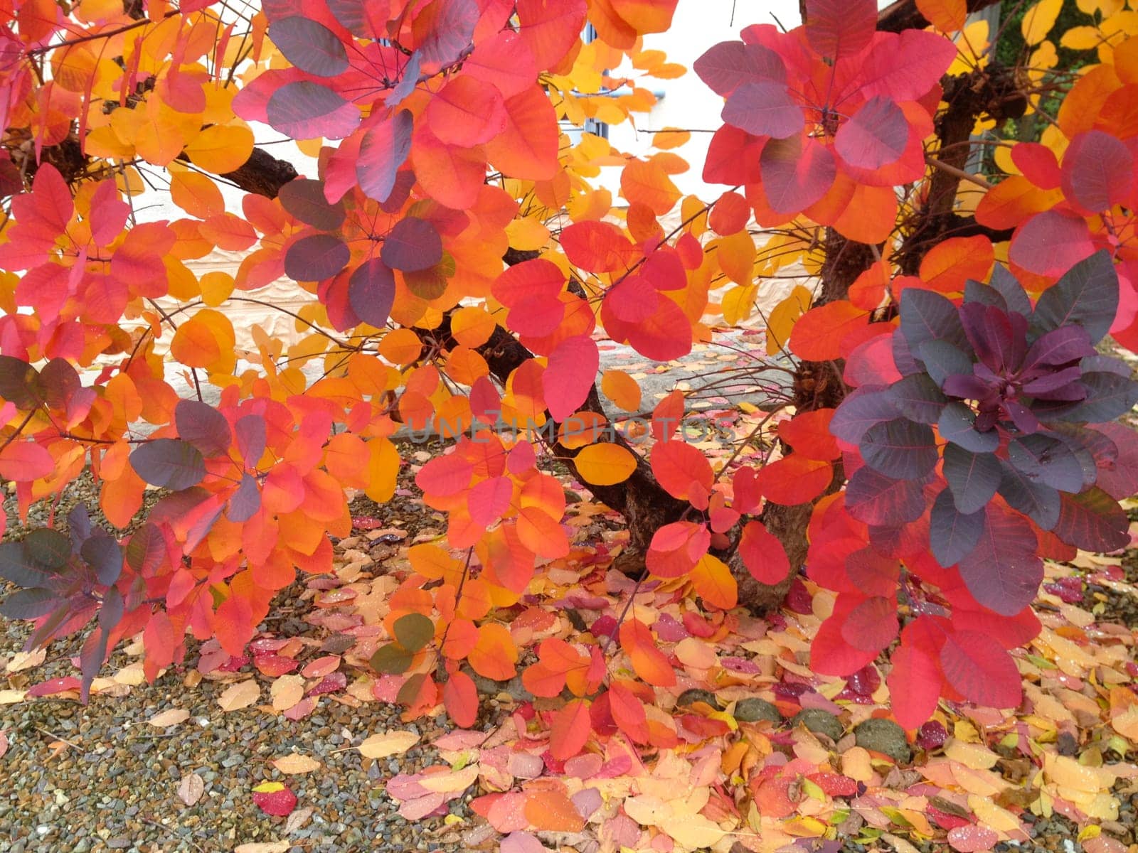 Beautiful branch with red burgundy yellow leaves of a plum tree