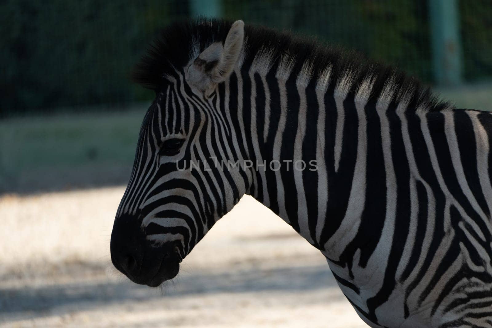 Here's a caption under 150 characters describing the image: Close-up of a zebra's head and neck. Stripes are prominent against a blurred background. The zebra appears calm.
