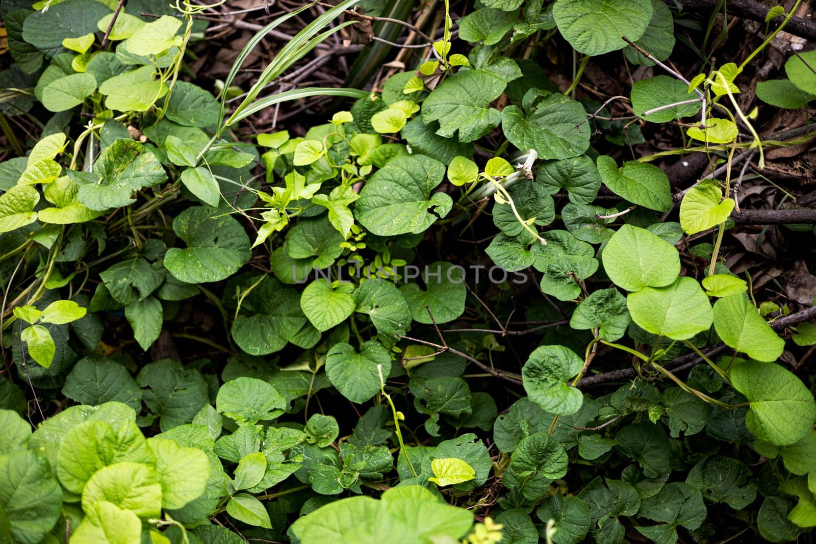 Nature background. Green leaves background. Top view of natural green leaf background.
