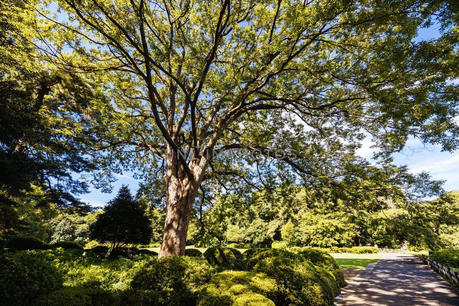 Shinjuku Gyo-en is a large park and garden in Shinjuku and Shibuya, Tokyo, Japan.