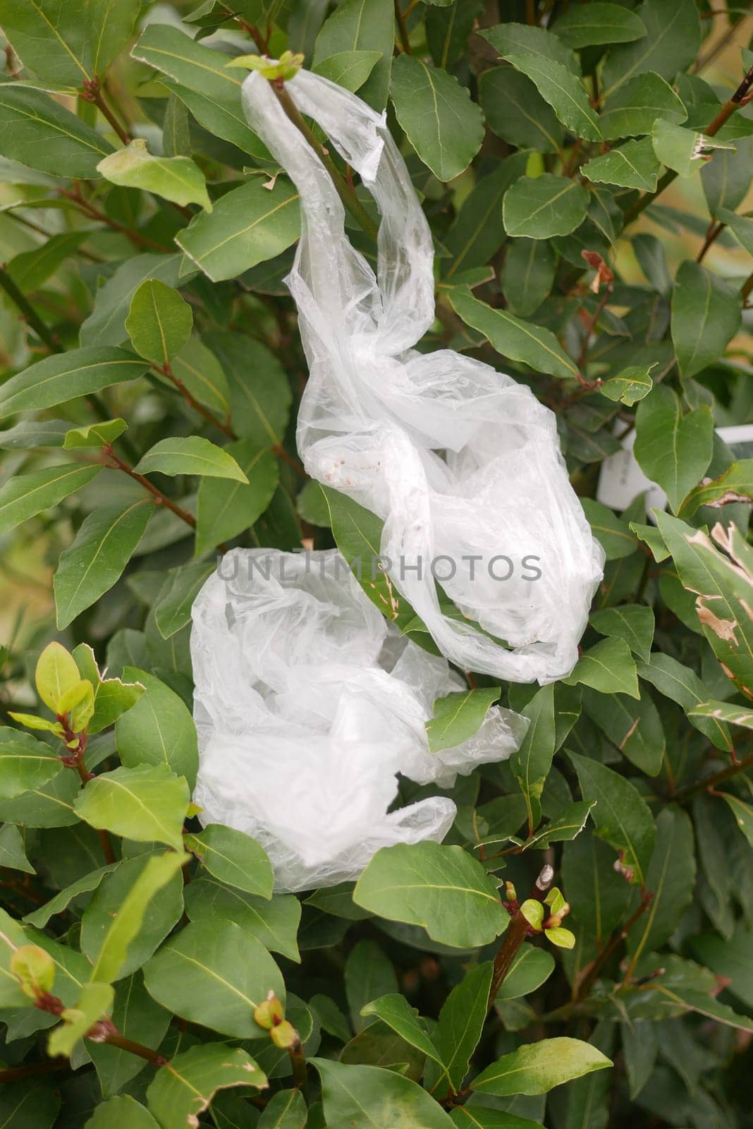 Plastic Litter Entangled in Green Tree Branches Depicting Environmental Pollution.