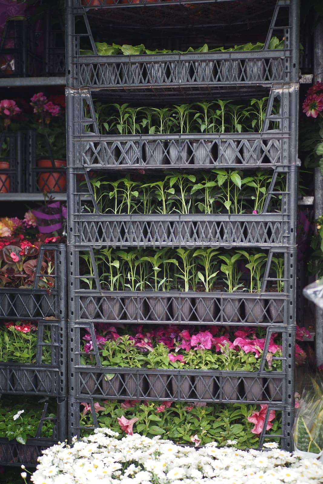 A colorful plant display showcases vibrant flowers and lush foliage, creating stunning appeal