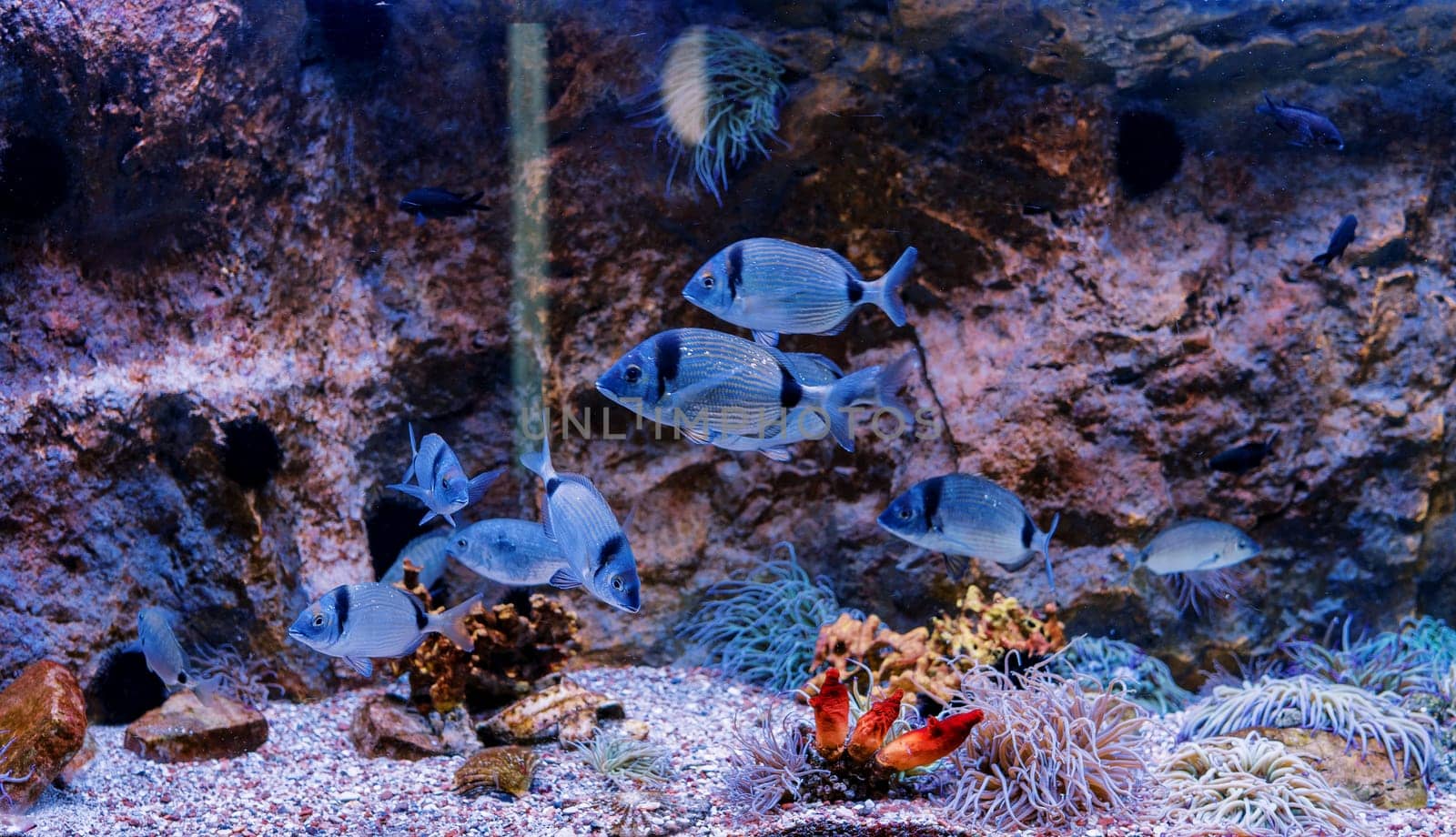 Silver garfish swim in a large aquarium among seaweed. High quality photo