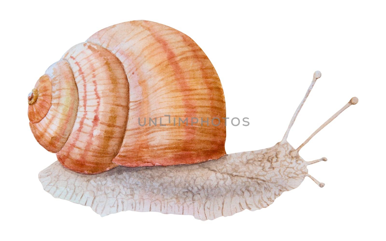 Grape, Roman, Burgundy snail, escargot, Achatina fulica clip art. Watercolor hand drawn realistic illustration for cosmetic, spa salons, restaurants, farms. Painting for books, stickers, cards, prints, lables packing paper