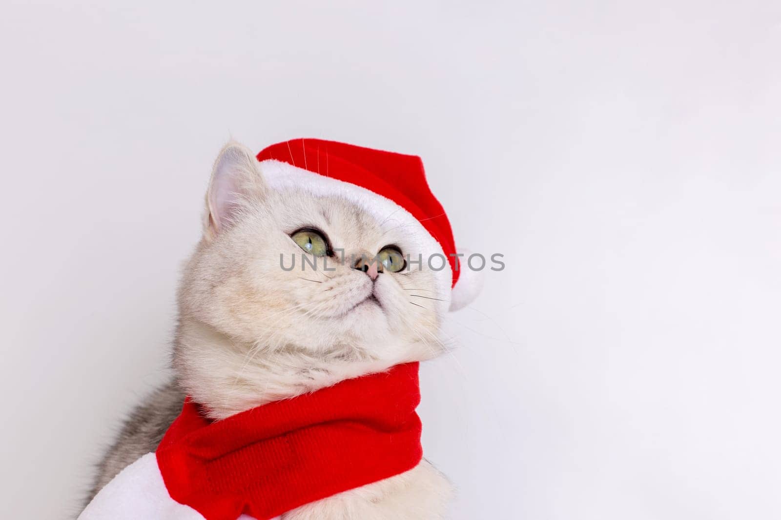 White cat sitting in a red Santa hat and a red scarf looks up, on a white background. Close up. Copy space