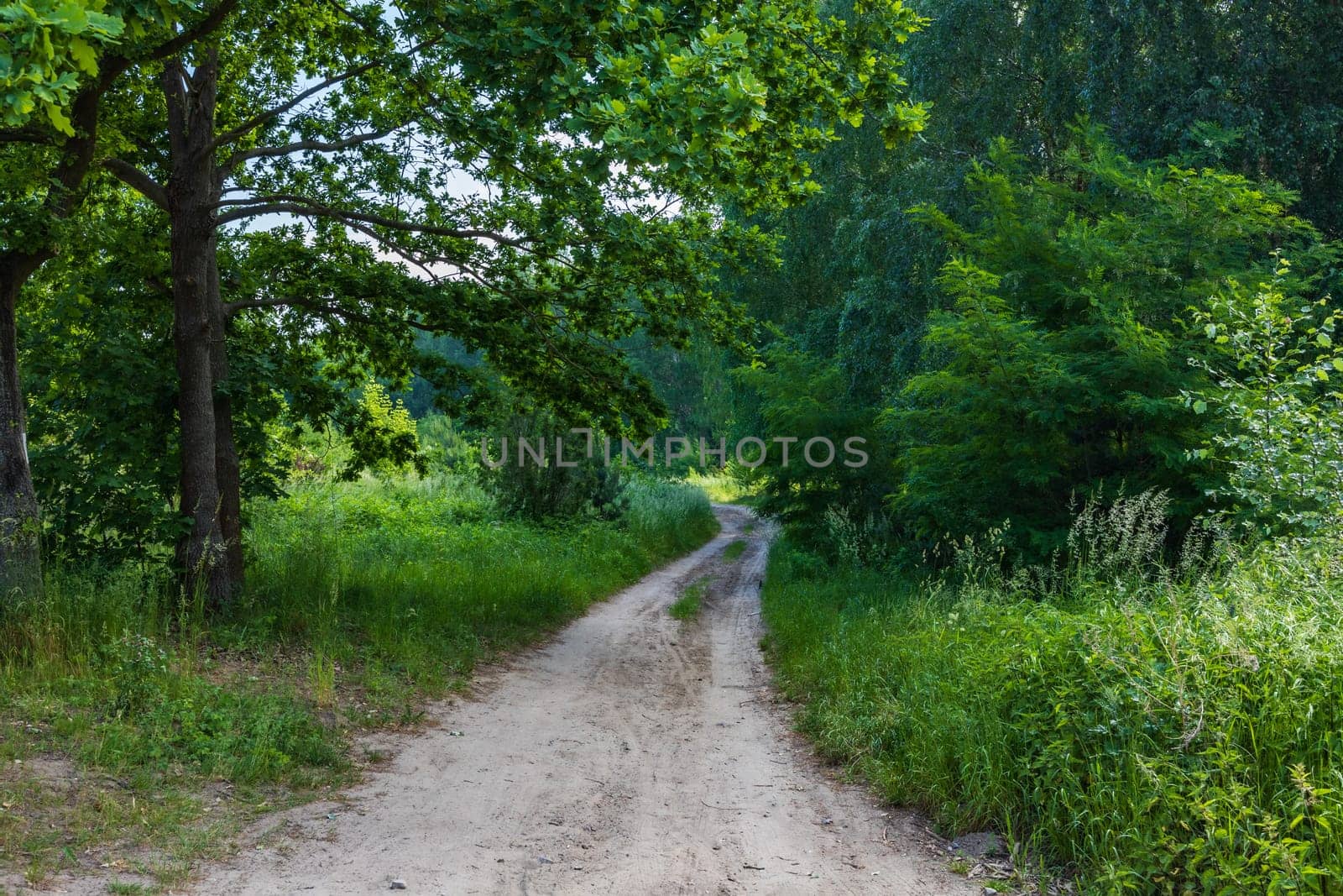 Long double and curvy path between green and high grass bushes and trees at sunny morning