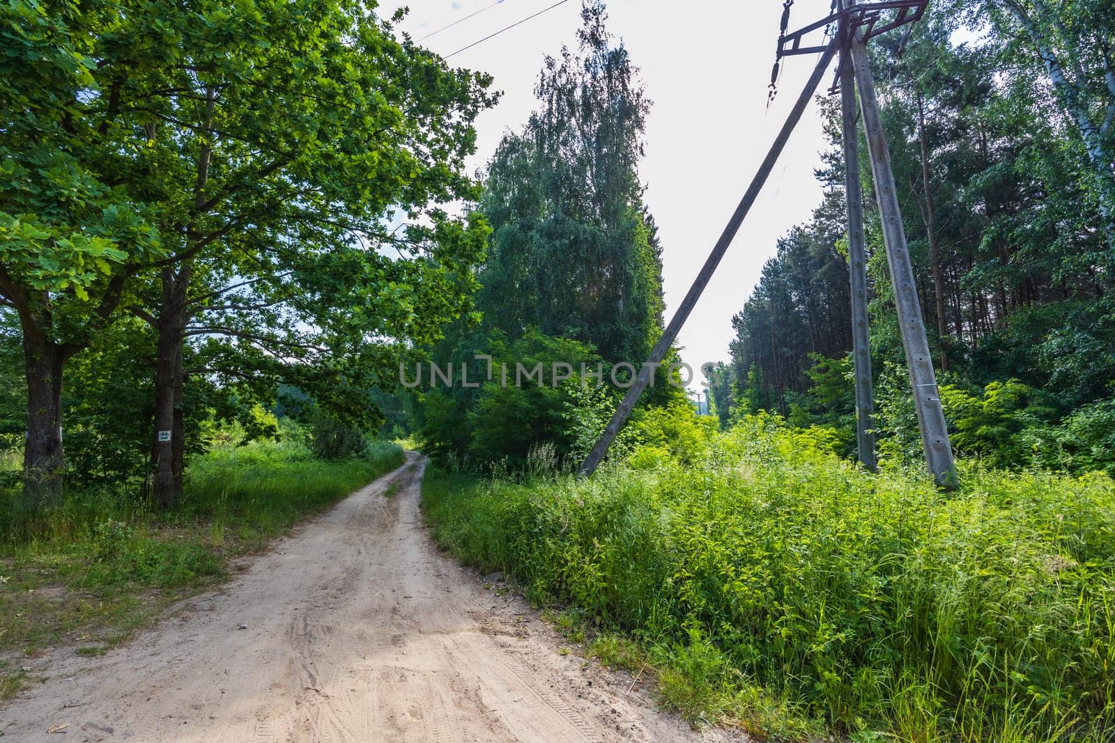 Long double and curvy path between green and high grass bushes and trees at sunny morning