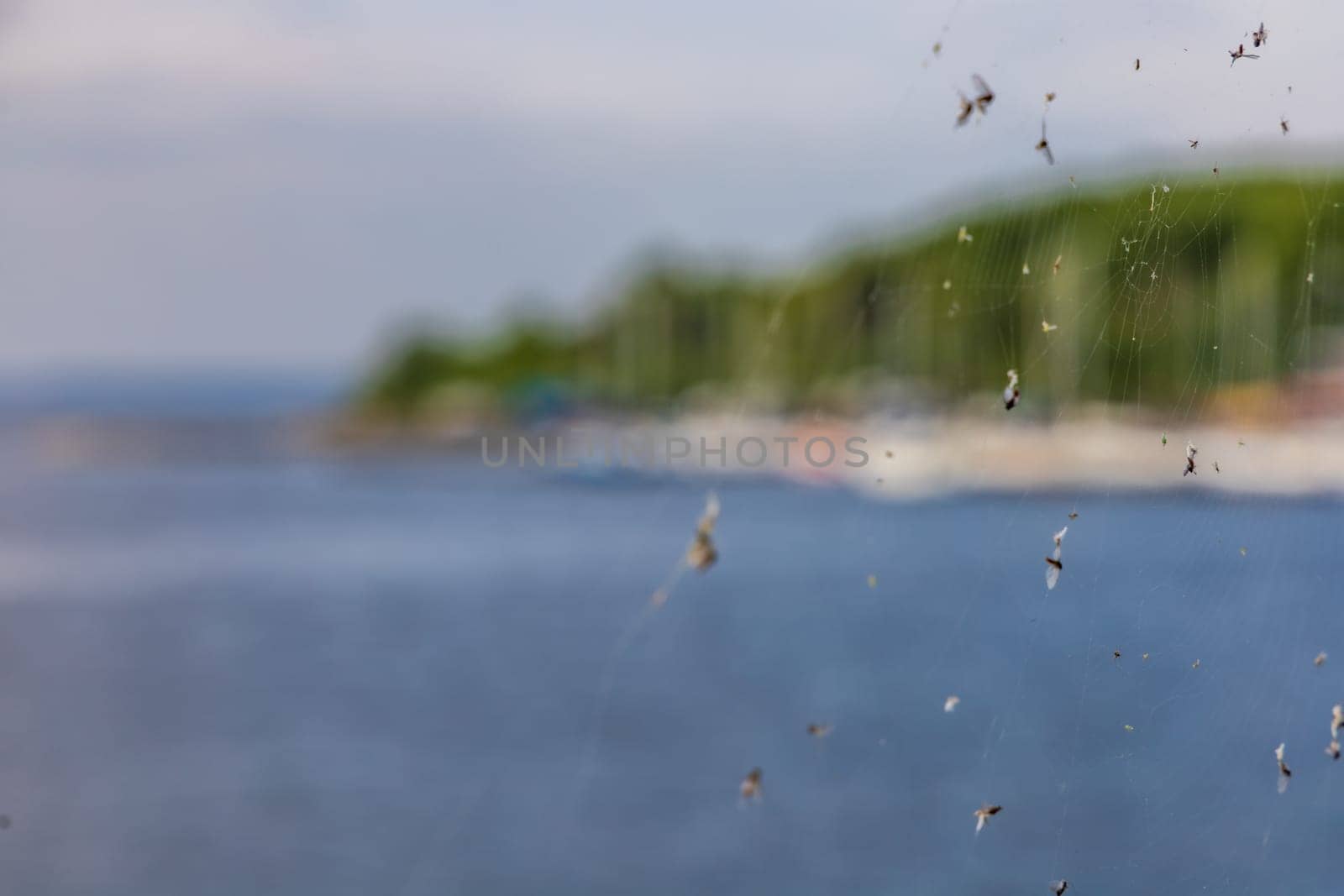 Thin spider web on small railing on the coast of big lake with few flies hanging on it by Wierzchu