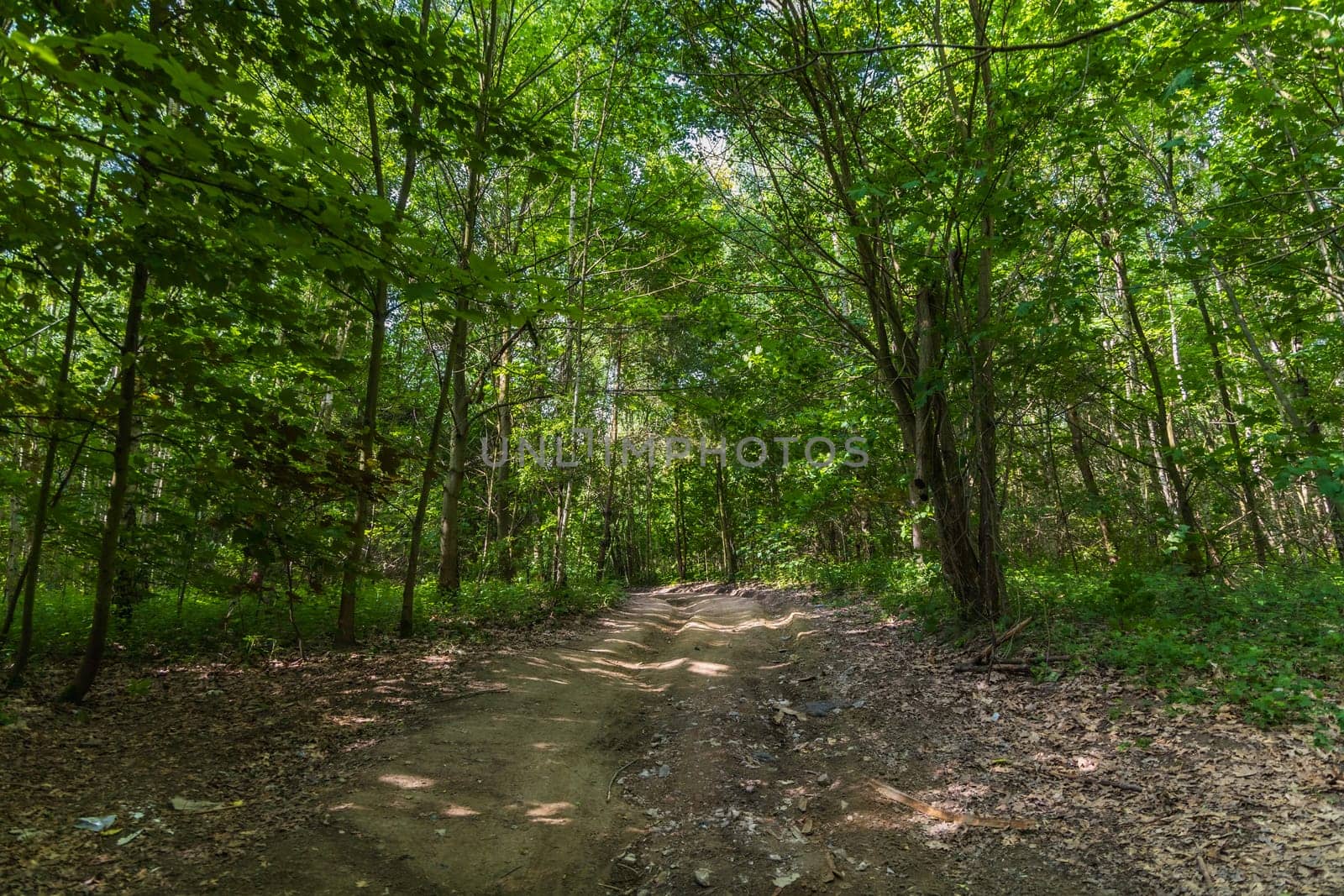 Long curvy path in small forest between high green trees and bushes at sunny morning by Wierzchu