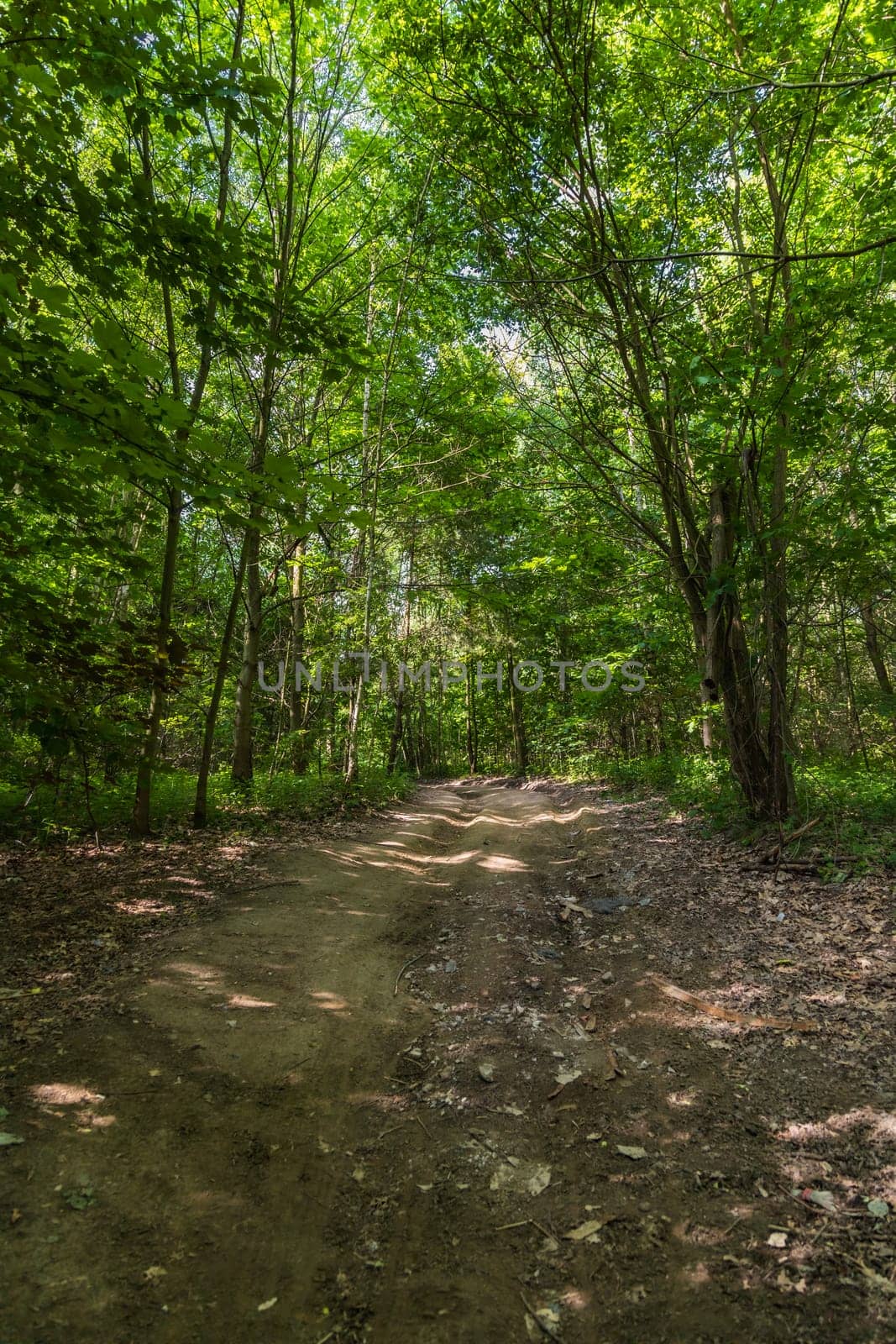 Long curvy path in small forest between high green trees and bushes at sunny morning by Wierzchu