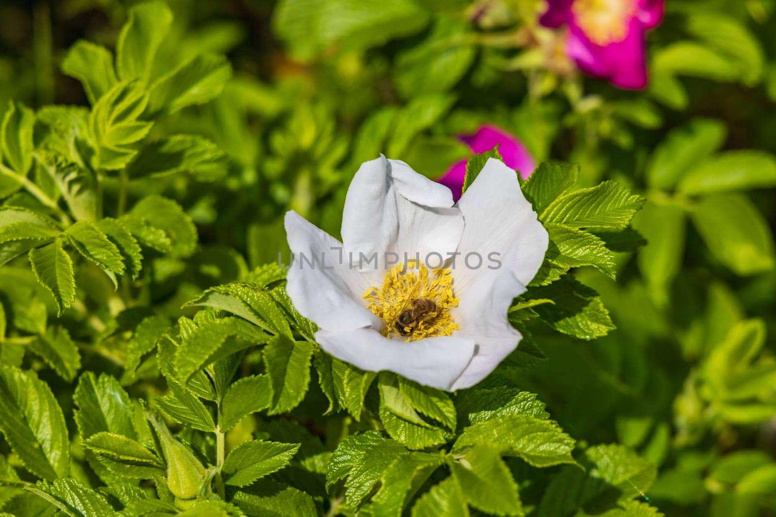 Tiny bee walking and gathering flower pollen inside the beautiful white and yellow flower which is growing on small clearing with green bushes around