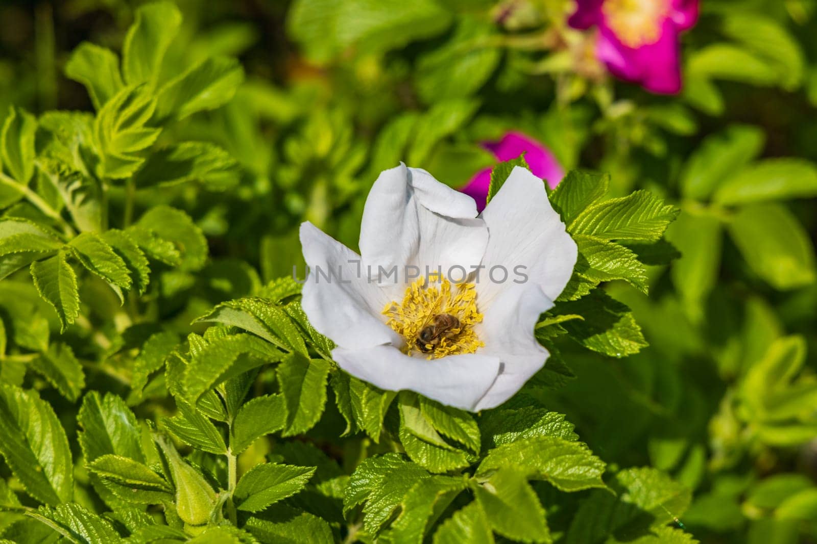 Tiny bee walking and gathering flower pollen inside the beautiful white and yellow flower which is growing on small clearing with green bushes around by Wierzchu