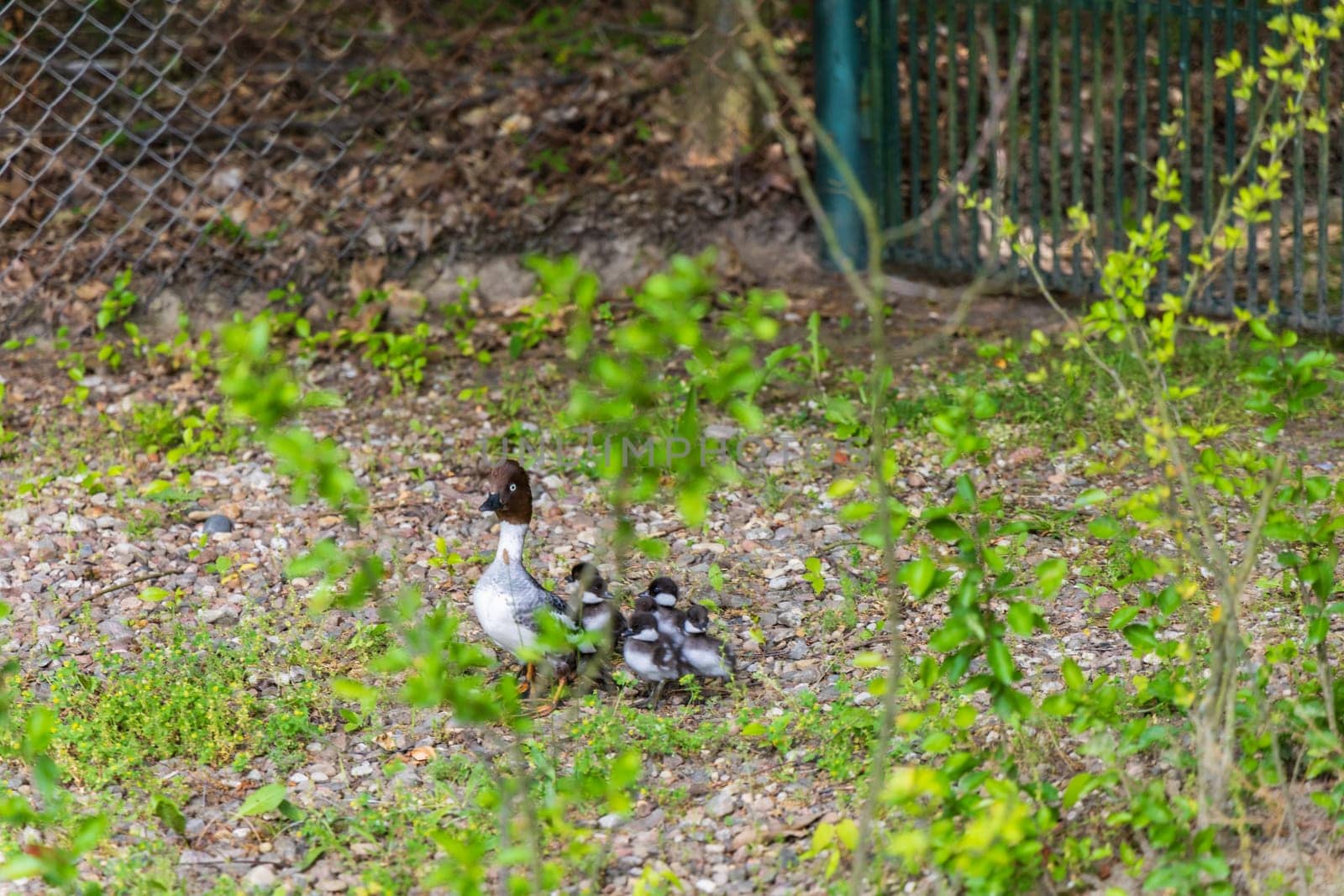 Mother of goldeneye duck with group of her young childrens walking through the street to swim in lake