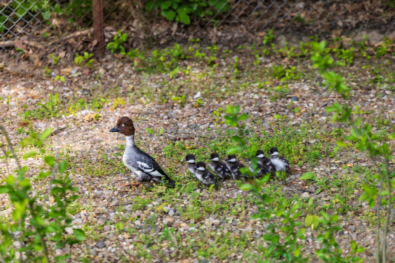 Mother of goldeneye duck with group of her young childrens walking through the street to swim in lake by Wierzchu