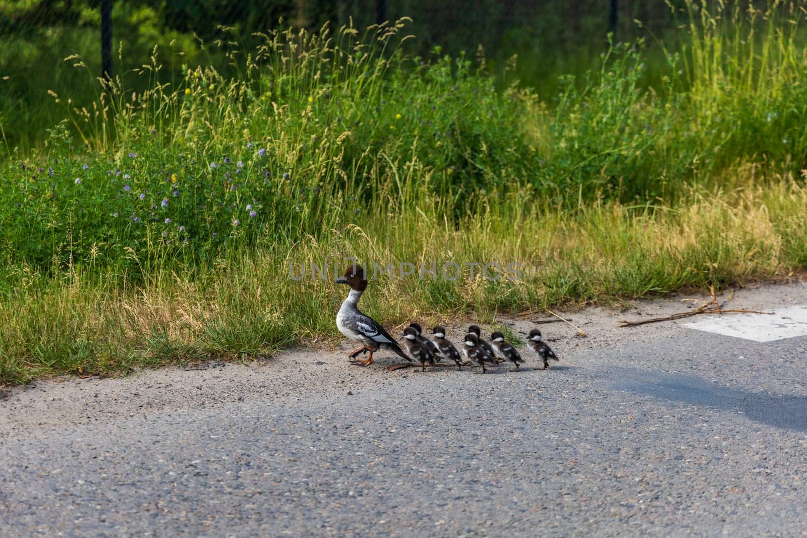 Mother of goldeneye duck with group of her young childrens walking through the street to swim in lake by Wierzchu