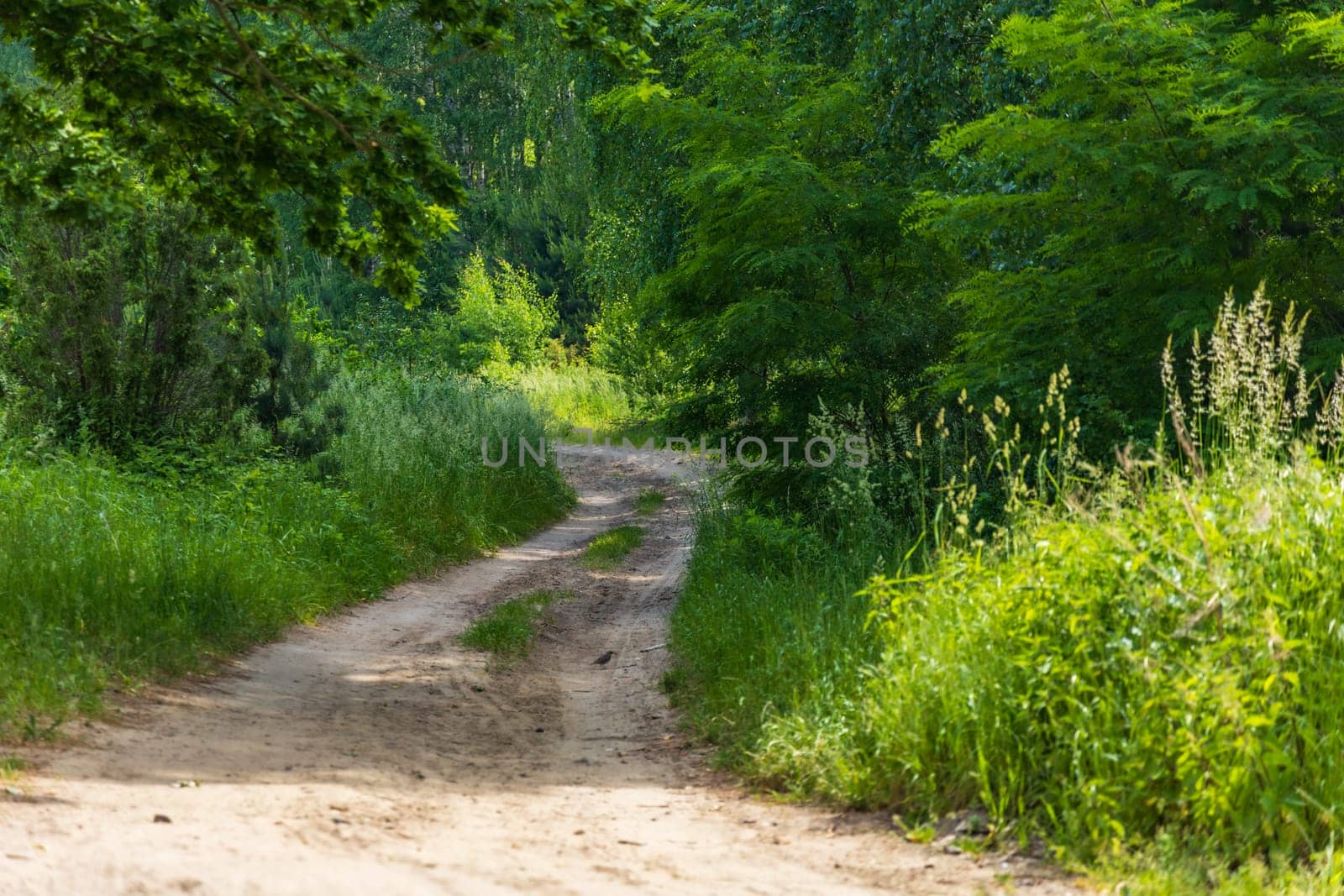 Long double and curvy path between green and high grass bushes and trees at sunny morning by Wierzchu