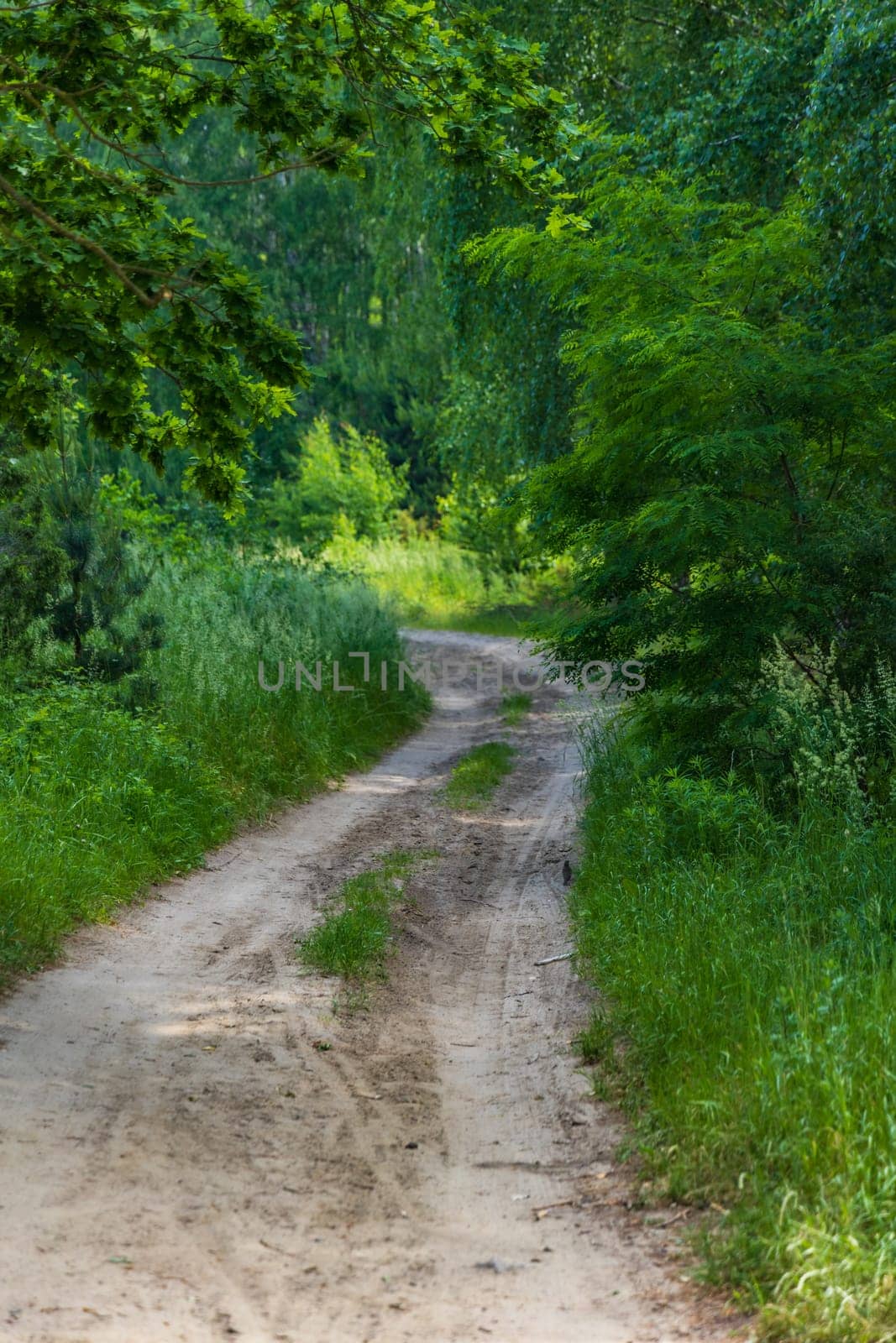 Long double and curvy path between green and high grass bushes and trees at sunny morning by Wierzchu