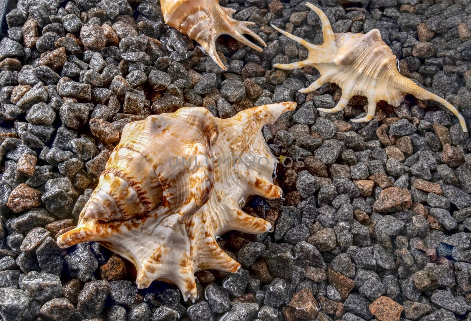 Scorpion conch seashells on the shore by Multipedia