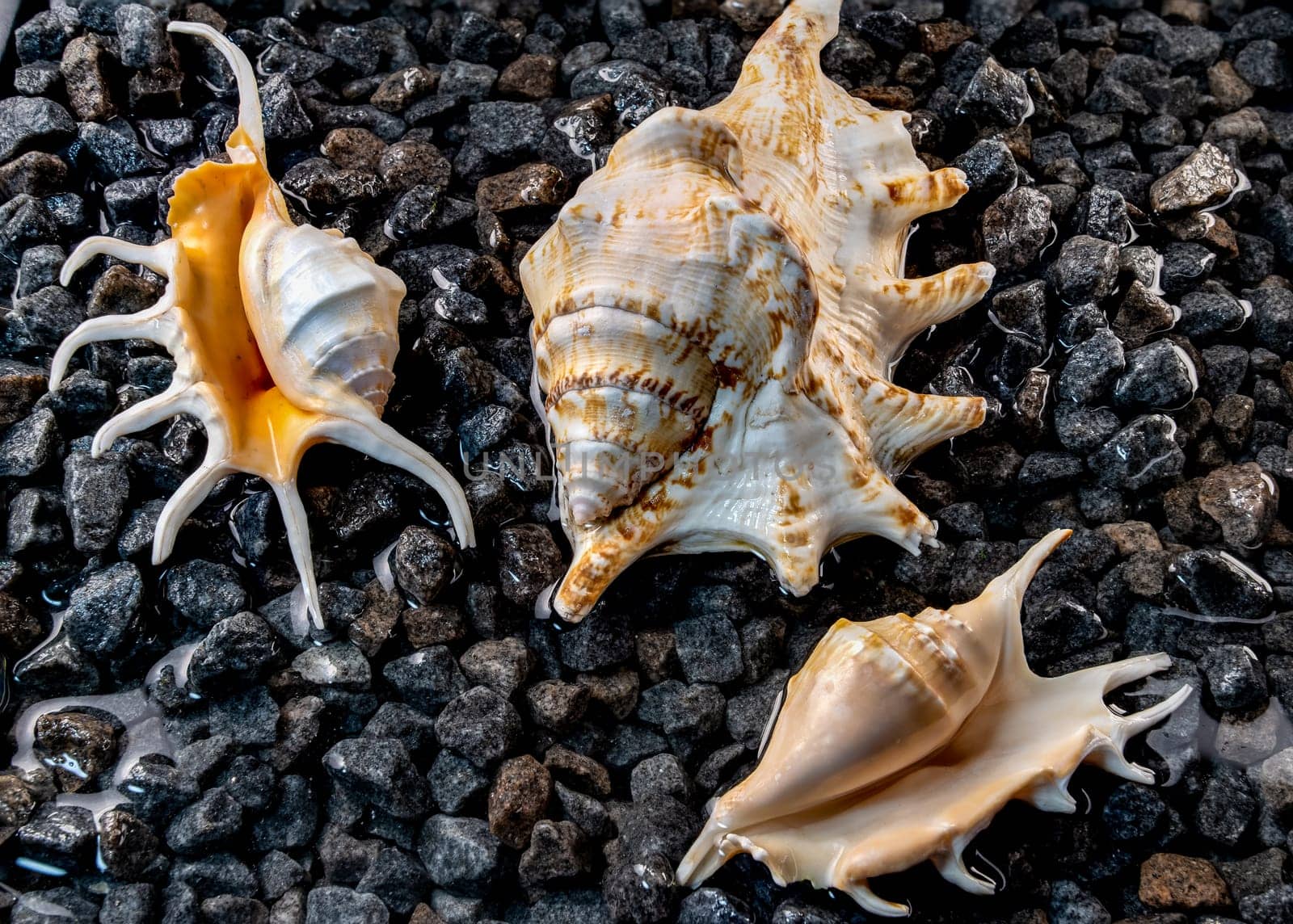 Scorpion conch seashells on small pebbles at the edge of the sea