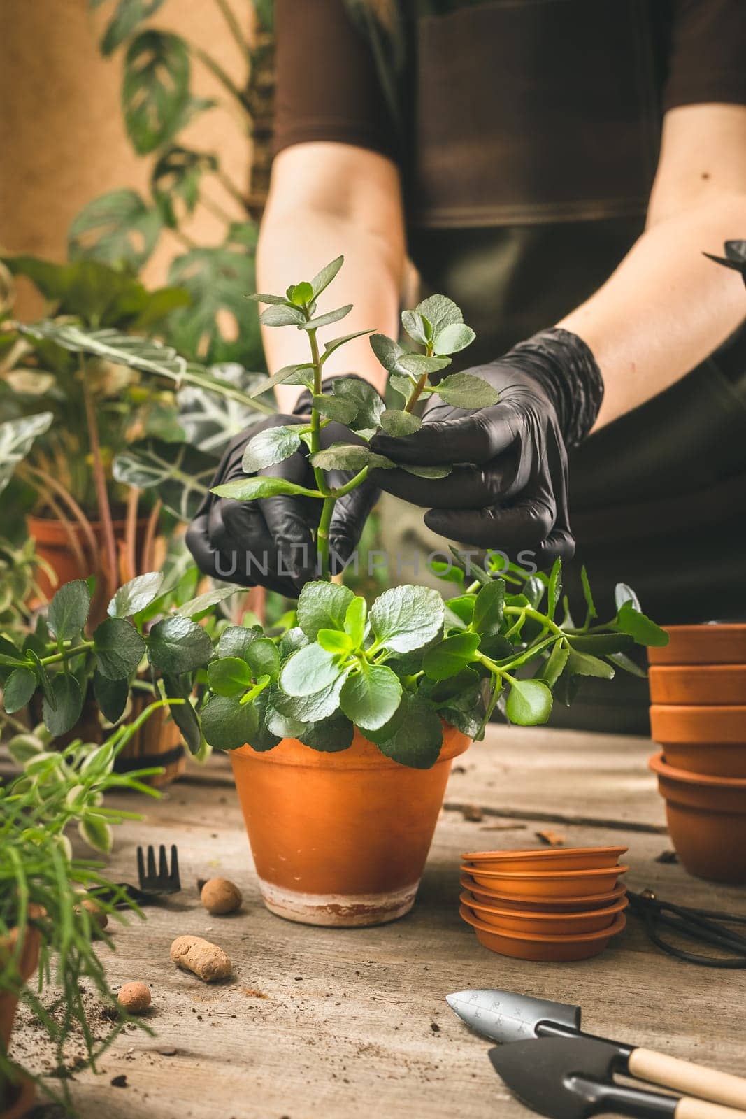 Woman placing the rooted cuttings of Kalanchoe plant into the terra cotta pot. Houseplants loving and care