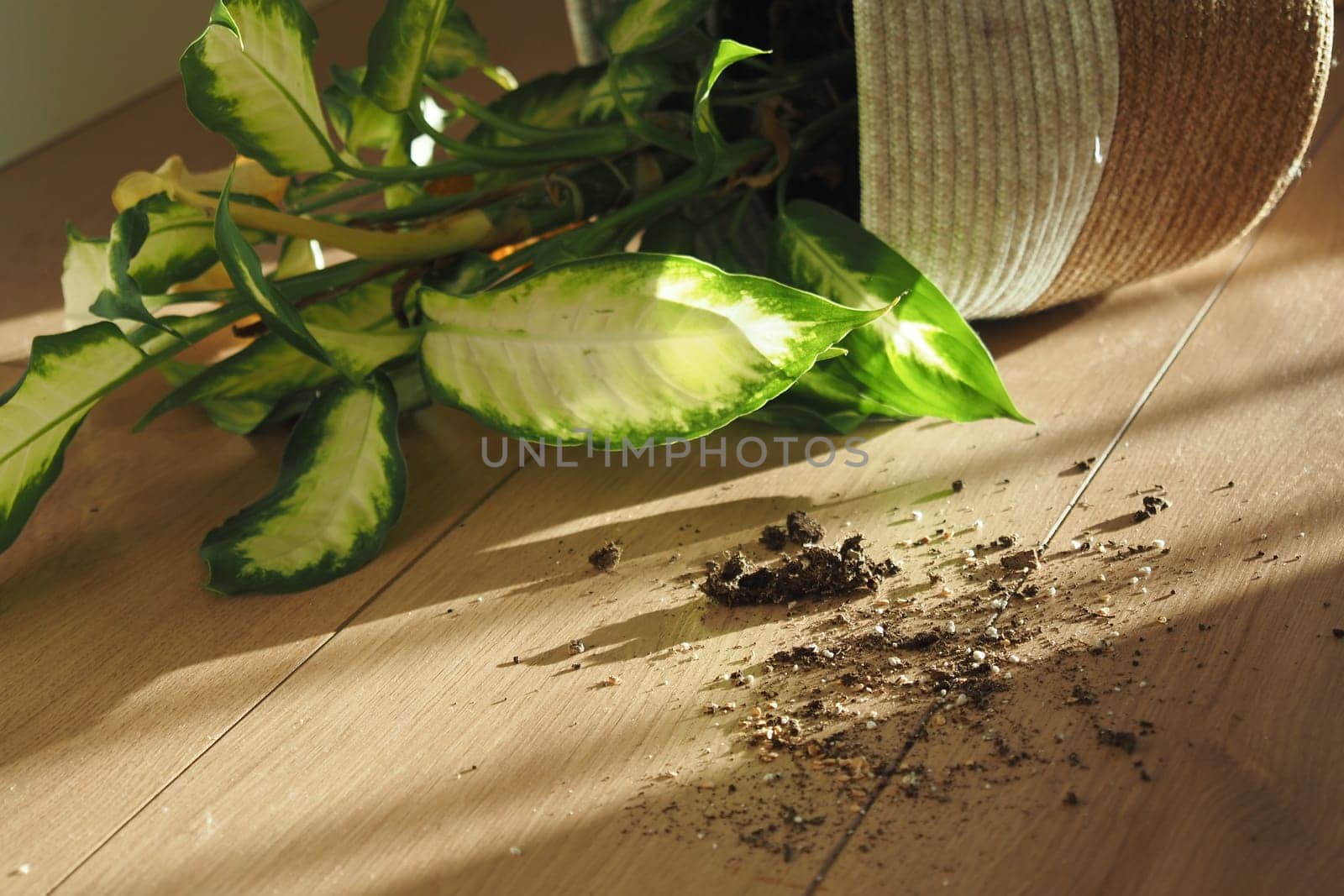 A potted plant spilled soil on a wooden floor, capturing nature indoors vibrantly