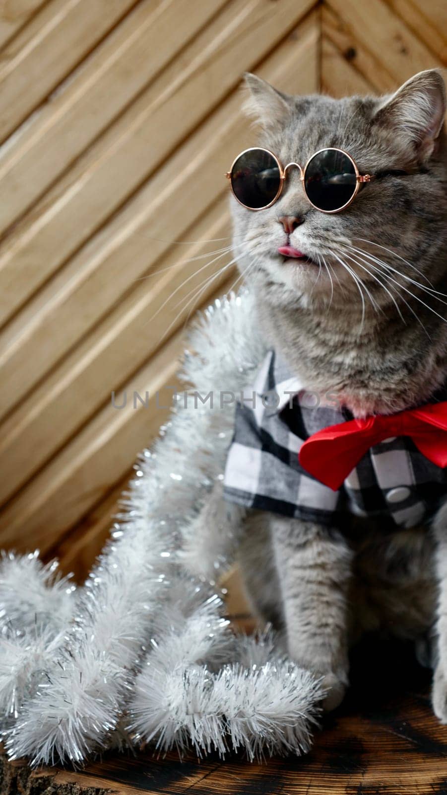 Scottish straight cat celebrates holiday eve Happy New Year 2025 and Merry Christmas. Pet in sunglasses is looking at the window