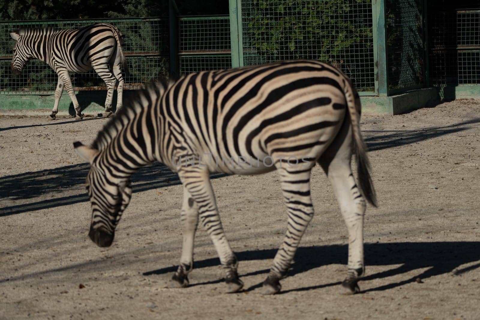 Here's a caption for the image: A zebra grazes on the ground in a zoo enclosure. Another zebra is visible in the background. The sun casts shadows on the sandy ground.