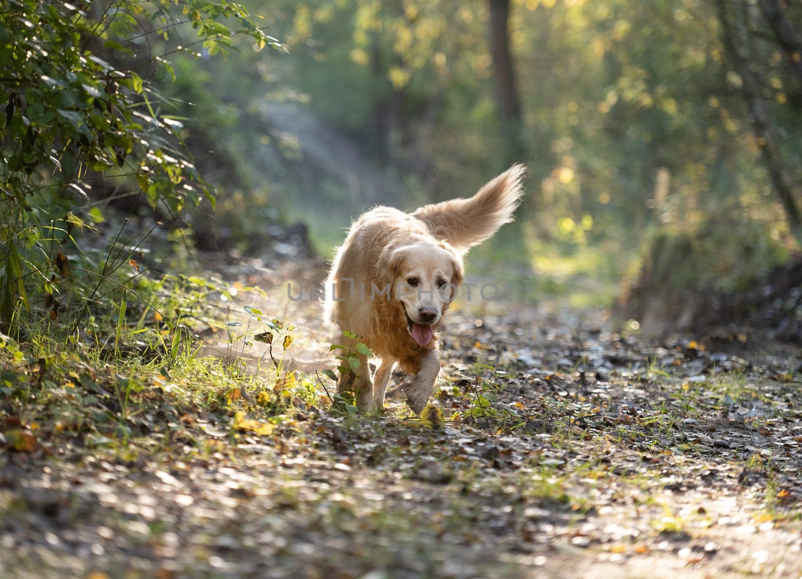 Golden Retriever Dog Enjoys Autumn Walk In Forest